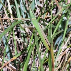 Acrida conica at Banksia Street Wetland Corridor - 7 Mar 2024