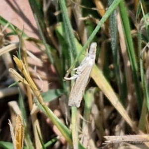 Culladia cuneiferellus at Banksia Street Wetland Corridor - 7 Mar 2024