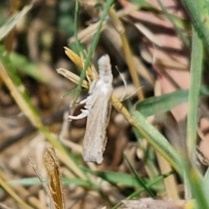 Culladia cuneiferellus at Banksia Street Wetland Corridor - 7 Mar 2024