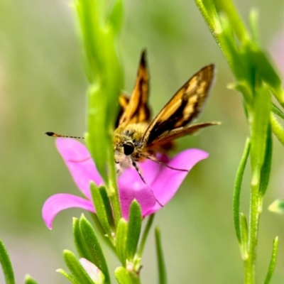 Ocybadistes walkeri (Green Grass-dart) at GG182 - 6 Mar 2024 by KMcCue