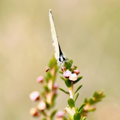 Nacaduba biocellata (Two-spotted Line-Blue) at Aranda, ACT - 6 Mar 2024 by KMcCue