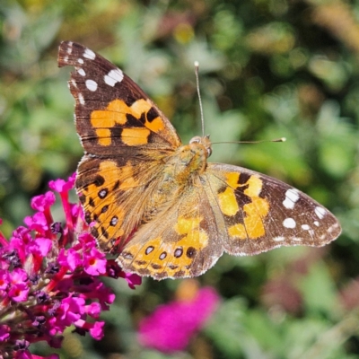 Vanessa kershawi (Australian Painted Lady) at QPRC LGA - 7 Mar 2024 by MatthewFrawley