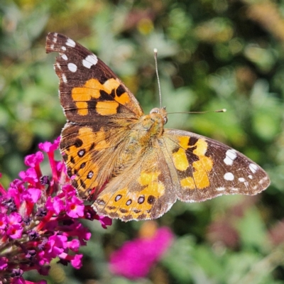 Vanessa kershawi (Australian Painted Lady) at QPRC LGA - 7 Mar 2024 by MatthewFrawley