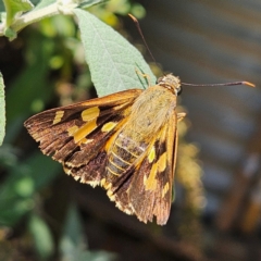 Trapezites symmomus (Splendid Ochre) at QPRC LGA - 7 Mar 2024 by MatthewFrawley