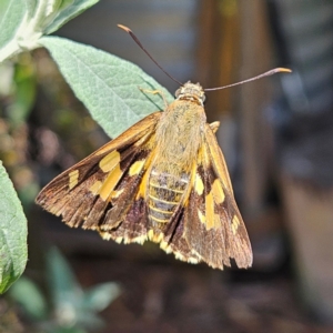 Trapezites symmomus at QPRC LGA - 7 Mar 2024