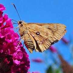 Trapezites symmomus at QPRC LGA - 7 Mar 2024