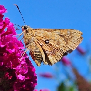 Trapezites symmomus at QPRC LGA - 7 Mar 2024