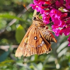 Trapezites symmomus at QPRC LGA - 7 Mar 2024