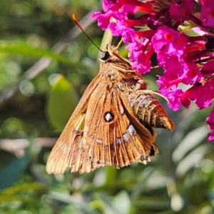 Trapezites symmomus at QPRC LGA - 7 Mar 2024