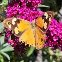 Heteronympha merope (Common Brown Butterfly) at QPRC LGA - 7 Mar 2024 by MatthewFrawley