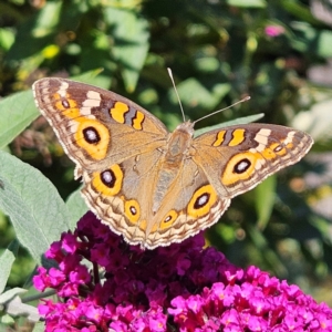 Junonia villida at QPRC LGA - 7 Mar 2024 01:32 PM