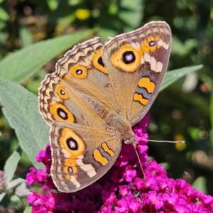 Junonia villida at QPRC LGA - 7 Mar 2024