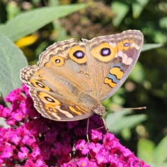 Junonia villida at QPRC LGA - 7 Mar 2024 01:32 PM