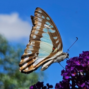 Graphium eurypylus at QPRC LGA - 7 Mar 2024 01:38 PM