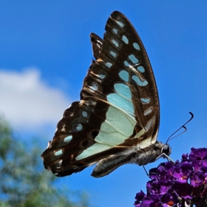 Graphium eurypylus at QPRC LGA - 7 Mar 2024