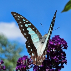 Graphium eurypylus at QPRC LGA - 7 Mar 2024 01:38 PM