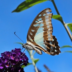 Graphium eurypylus at QPRC LGA - 7 Mar 2024