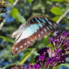 Graphium eurypylus at QPRC LGA - 7 Mar 2024 01:38 PM