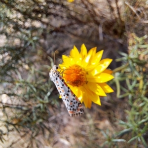 Utetheisa (genus) at Mount Majura (MMS) - 7 Mar 2024