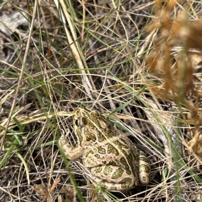 Limnodynastes tasmaniensis (Spotted Grass Frog) at Callum Brae - 7 Mar 2024 by cosmowhite