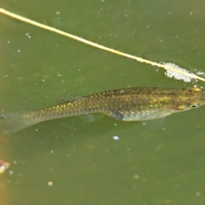 Gambusia holbrooki (Gambusia, Plague minnow, Mosquito fish) at ANBG - 6 Mar 2024 by Thurstan