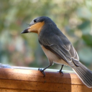 Myiagra rubecula at QPRC LGA - 7 Mar 2024