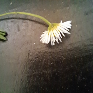 Erigeron karvinskianus at Mount Majura (MMS) - 7 Mar 2024