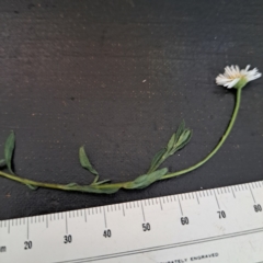 Erigeron karvinskianus at Mount Majura (MMS) - 7 Mar 2024 11:44 AM