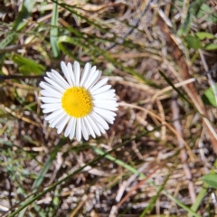 Erigeron karvinskianus at Mount Majura (MMS) - 7 Mar 2024