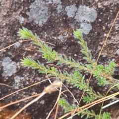 Pultenaea subspicata (Low Bush-pea) at Evatt, ACT - 6 Mar 2024 by WalkYonder