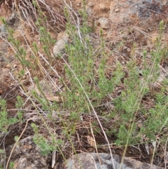 Pultenaea subspicata at Evatt, ACT - 6 Mar 2024 11:25 AM