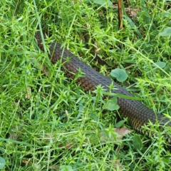 Austrelaps ramsayi (Highlands Copperhead) at QPRC LGA - 7 Mar 2024 by Csteele4