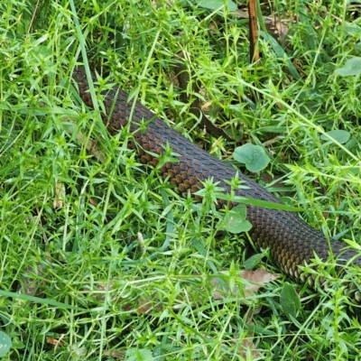 Austrelaps ramsayi (Highlands Copperhead) at QPRC LGA - 7 Mar 2024 by Csteele4