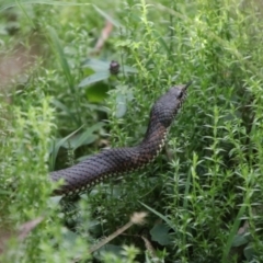 Austrelaps ramsayi at Tallaganda State Forest - 7 Mar 2024