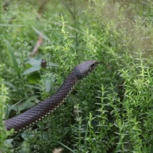 Austrelaps ramsayi at Tallaganda State Forest - 7 Mar 2024