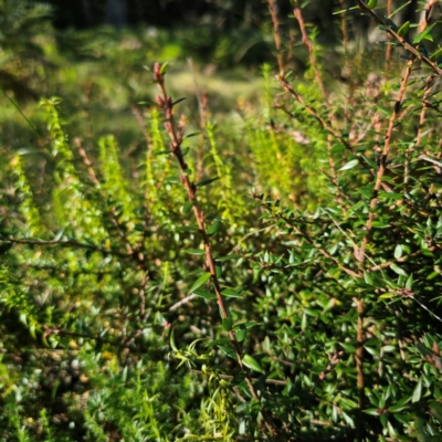 Acrotriche leucocarpa (Tall Acrotriche) at QPRC LGA - 7 Mar 2024 by Csteele4