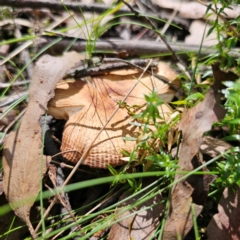 Russula sp. (Russula) at Harolds Cross, NSW - 7 Mar 2024 by Csteele4