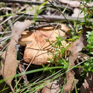 Russula sp. at QPRC LGA - 7 Mar 2024