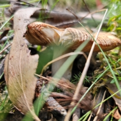 Russula sp. at QPRC LGA - 7 Mar 2024