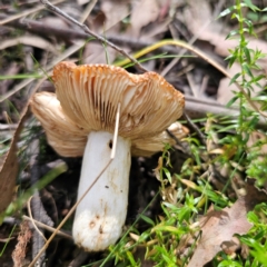 Russula sp. (genus) at QPRC LGA - 7 Mar 2024