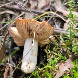 Russula sp. at QPRC LGA - 7 Mar 2024