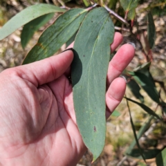 Eucalyptus pauciflora subsp. pauciflora (White Sally, Snow Gum) at Harolds Cross, NSW - 7 Mar 2024 by Csteele4