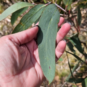 Eucalyptus pauciflora subsp. pauciflora at QPRC LGA - 7 Mar 2024