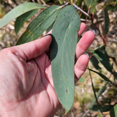 Eucalyptus pauciflora subsp. pauciflora (White Sally, Snow Gum) at Harolds Cross, NSW - 7 Mar 2024 by Csteele4