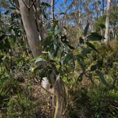 Eucalyptus pauciflora subsp. pauciflora at QPRC LGA - 7 Mar 2024