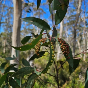 Eucalyptus pauciflora subsp. pauciflora at QPRC LGA - 7 Mar 2024