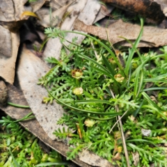 Cotula alpina (Alpine Cotula) at Harolds Cross, NSW - 7 Mar 2024 by Csteele4