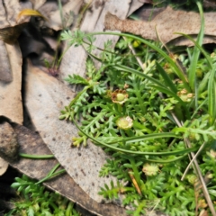 Cotula alpina at Tallaganda State Forest - 7 Mar 2024