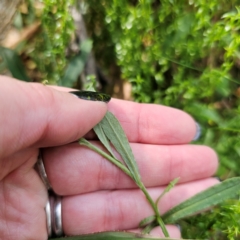 Coronidium monticola at Tallaganda State Forest - 7 Mar 2024 03:04 PM