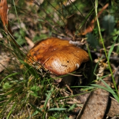 Unidentified Cap on a stem; gills below cap [mushrooms or mushroom-like] at Harolds Cross, NSW - 7 Mar 2024 by Csteele4